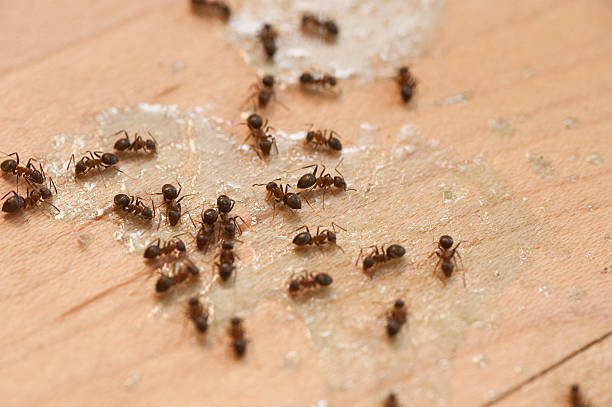 Reliable Lake Helen, FL Pest Control Solutions